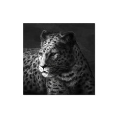 J&M Premium Acrylic Wall Art - Cheetah