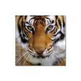 J&M Premium Acrylic Wall Art - Tiger