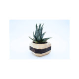 Magnetic Geometric Wooden Planter